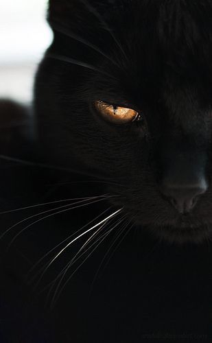 Orange Eyed Black Cat scary creepy halloween halloween pictures halloween images halloween ideas black cat A Black Cat, A Black, Black Cat, Close Up, Yellow, Black