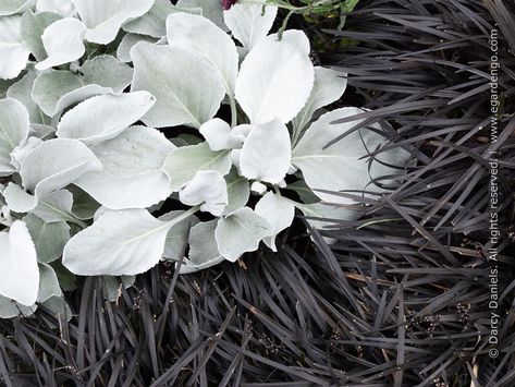 Ophiopogon Planiscapus 'nigrescens', Angel Wings Senecio, Black Mondo Grass Ideas, Black Mondo Grass Landscaping, Black And White Landscaping, Magnolia Landscaping, Senecio Angel Wings, Ophiopogon Planiscapus, Grass Planting