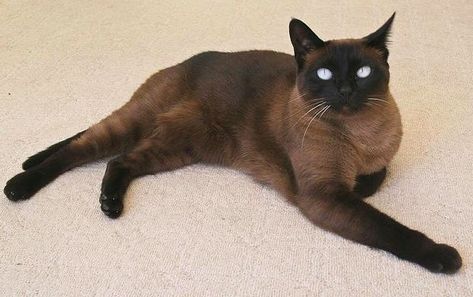 Cat Brown Eyes, Black Siamese Cat, Cat Brown, Cat References, Tonkinese Cat, Vampire Cat, Burmese Cat, Rare Cats, Animal Reference