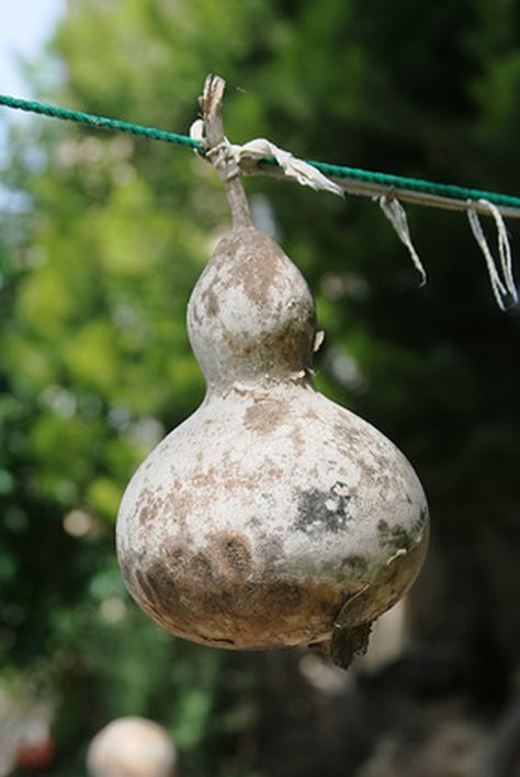 How To Dry Gourds, Gourds Diy, Large Bird Houses, Gourds Birdhouse, Decorative Gourds, Hand Painted Gourds, Gourds Crafts, Painted Gourds, How To Attract Birds