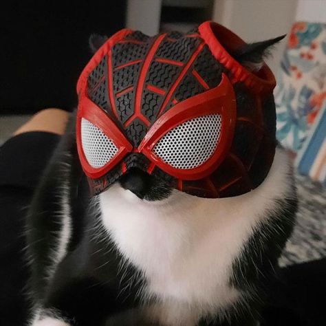 Cat With Spiderman Mask, Spider Cat Pfp, Spider Man Cat, Cat Pfp Drawing, Cat Spiderman, Pfp Spiderman, Spiderman Pfp, Spiderman Room, Spider Cat