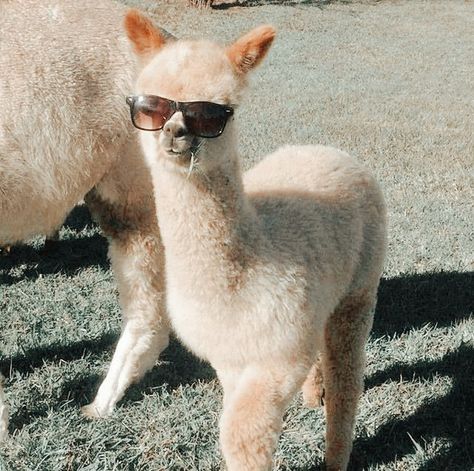 Lama Animal, Alpaca Animal, Smiling Animals, Animal Aesthetic, Cute Alpaca, Super Cute Animals, Cute Animals Images, Tapeta Pro Iphone, Cute Funny Dogs