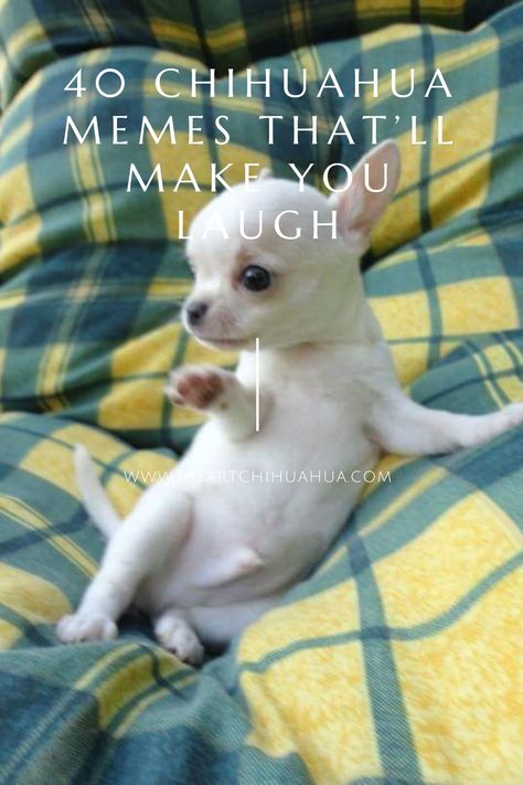 Funny Chihuahua Pictures Hilarious, Chiuaua Puppy Funny, Chiuahaha Funny Memes, Chiuahaha Funny, Ugly Chihuahua, Chihuahua Dogs Funny, Funny Chihuahua Pictures, Chiwawa Puppies, Chihuahua Quotes