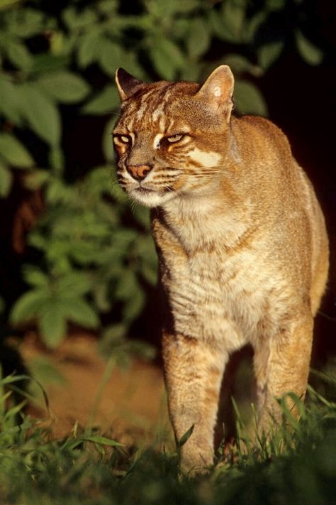 Asian Golden Cat (Catopuma temminckii) / Chat de Temminck ou Chat doré d'Asie Asian Golden Cat, Wild Cat Species, Asian Cat, Golden Cat, Small Wild Cats, Wild Animals Photography, Cat Species, Animals Photography, Kinds Of Cats