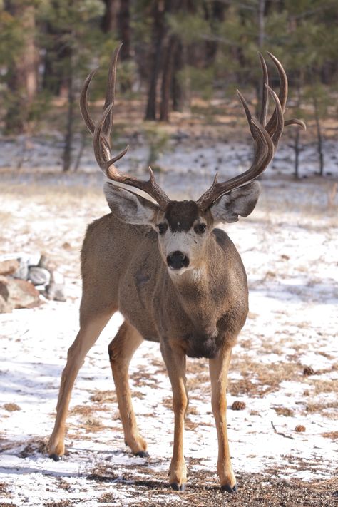 Mule Deer buck, Franktown, CO Mule Deer Hunting, Whitetail Deer Pictures, Mule Deer Buck, Big Deer, Deer Photos, Deer Pictures, Deer Buck, Hunting Life, Buck Deer