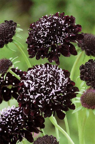 Pincushion Flower Sweet Scabiosa Black Night Scabiosa atropurpurea - 30 Seeds Scabiosa Atropurpurea, Goth Garden, Greenhouse Plants, Black Garden, Black Night, Cut Flower Garden, Black Knight, Annual Flowers, Heirloom Seeds