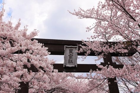 Soft Pink Theme, Sakura Tree, Pink Aura, Japan Aesthetic, Aesthetic Japan, Japanese Aesthetic, Blossom Trees, Computer Wallpaper, New Wall