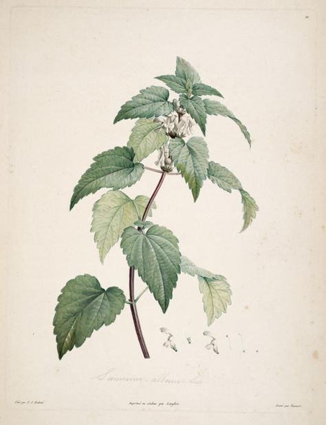 Nettle Illustration, Botanical Sketchbook, Missouri Botanical Garden, Illustration Botanique, Botanical Tattoo, Botanical Artwork, Tattoo Project, Nature Garden, Plant Pictures