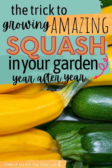 Spaghetti Squash Plant, How To Grow Squash, Fall Garden Checklist, Squash Growing, Grow Squash, Growing Squash, Growing Zucchini, Squash Plant, Zucchini Squash