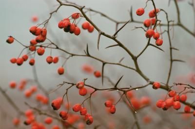 Photos.com/Photos.com/Getty Images Thorn Bush Aesthetic, Hawthorn Bush, Thorn Bush, Hawthorn Berries, Thorny Bushes, Strawberry Bush Aesthetic, Hawthorn Berry, Holly Bush, Holly Tree