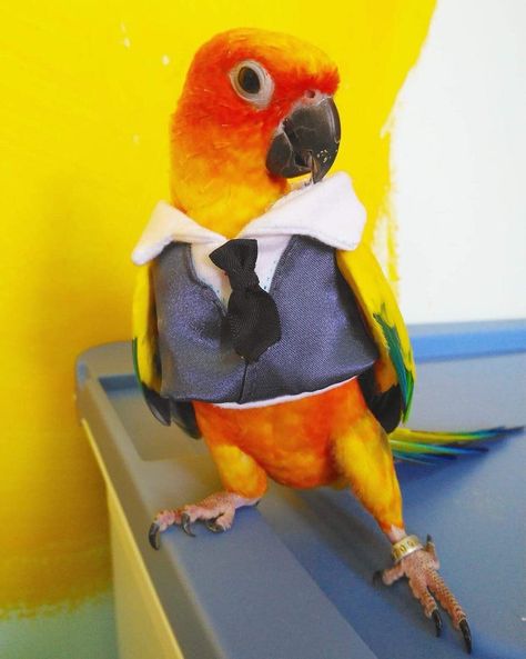 Best Pet Birds, Conure Bird, Conure Parrots, Parrot Pet, Bird Netting, Funny Parrots, Cute Bird, Funny Birds, Parrot Bird