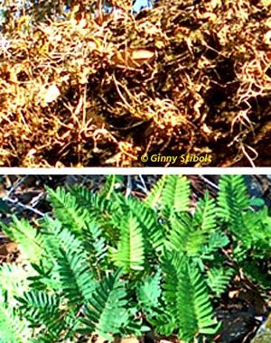 Green Gardening Matters: Remarkable resurrection ferns Resurrection Fern, Green Garden, Fern, Garden Ideas, Herbs, Yard, Plants, Green