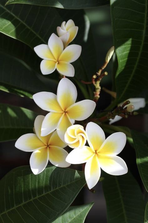 Plumeria Tattoo, Handmade Candles Diy, Painted Pots Diy, Plumeria Flowers, Folk Art Flowers, Nothing But Flowers, Floral Drawing, Flower Landscape, Hawaiian Flowers