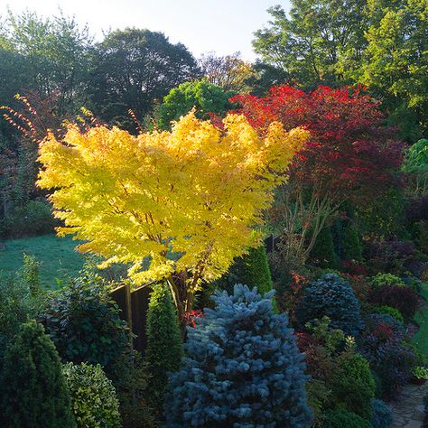 Sango Kaku, Japanese Maple Varieties, Coral Bark Japanese Maple, Evergreen Landscape, Japanese Plants, Evergreen Garden, Morning Sunlight, Japanese Maples, Japanese Maple Tree