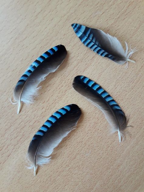 Blue Jay Feather Tattoo, Bluejay Feather, Blue Jay Feather, Small Watercolor Tattoo, Jay Feather, Birds Feathers, Painted Branches, Blue Jay Bird, Feather Texture