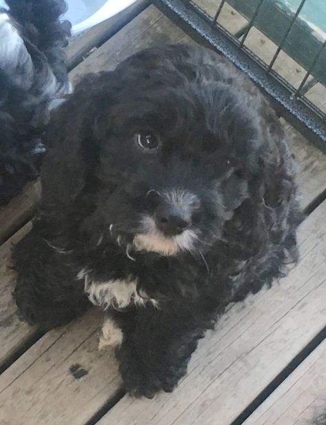 cavoodle black puppy, I love this little guy too much already Cavoodle Black, Cavoodle Puppy, Black Puppy, Rainy Day, Too Much, Love This, Puppies, I Love, Dogs