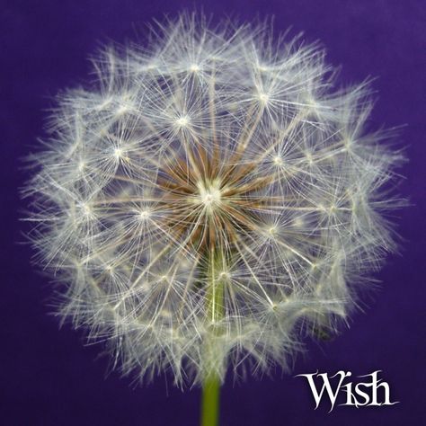 WISHES Make a wish into the sky  Don’t analyze it nor ask why  Wish into now - reach out and grasp  What's done is done - dead in the past  Wish not for then, of sad regrets  But wish for what is unseen yet  Wish for your now and future days  Wish free and deep and be amazed  At what may come and blessings more  For joyous whens so close in store  So wish away with all your might  And watch as wishes then take flight    Poem and photography by Linda Bush Skateboard Reference, Future Days, Reference Board, Wishes For You, Day Wishes, Remember When, Make A Wish, The Sky, Dandelion