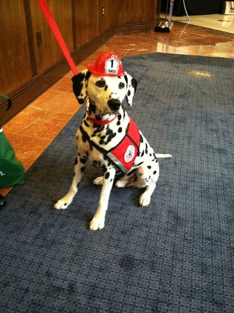 Firedog at BlogPaws 2011 Horses And Dogs, Fire Station, Adorable Animals, Ambulance, Too Cute, Dalmatian, Cute Cartoon Wallpapers, Cartoon Wallpaper, Firefighter