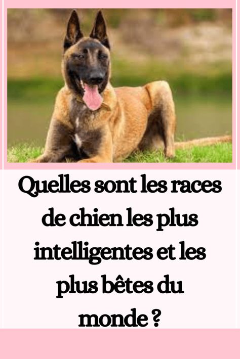 Quelles sont les races de chien les plus intelligentes et les plus bêtes du monde ? Berger Malinois, Basset Hound, Chow Chow, Border Collie, Shih Tzu, Labrador Retriever, Dresser, Labrador