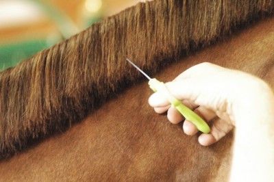 Horse Braiding, Equine Care, Horse Information, Horse Care Tips, Horse Show Clothes, Horse Mane, Horse Tips, Horse Grooming, Horse Diy