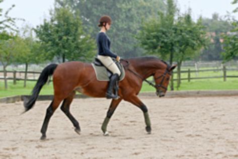 Horse Personality Types: The Overachiever and Sensitive Horse. Learn to match your training techniques to your individual horse's personality and character in this book excerpt from Dressage Training - Customized. Centered Riding, Horse Behavior, Dressage Training, Natural Horsemanship, Horse Training Tips, Horse Tips, Barrel Racing, Horse Training, Show Horses