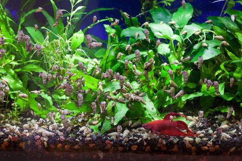 Snail Food, Best Aquarium Fish, Betta Tank Mates, Aquarium Snails, Snail Tank, Tank Plants, Pond Snails, Eating Fish, Aquatic Ecosystem