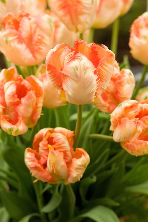 Flower Chart, Virtual Flowers, Tulips Art, Orange Tulips, Parrot Tulips, Bloom Baby, Garden Bulbs, Flower Names, Magical Garden