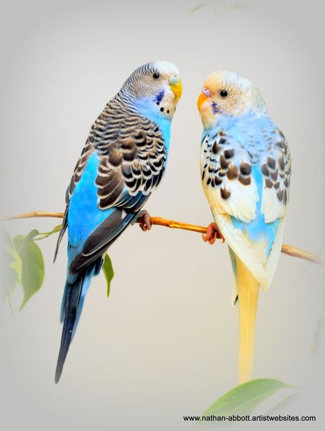 Budgies Parrot, Budgie Bird, Budgies Bird, Parrots Art, Funny Parrots, Parakeets, Australian Birds, Bird Artwork, Funny Birds