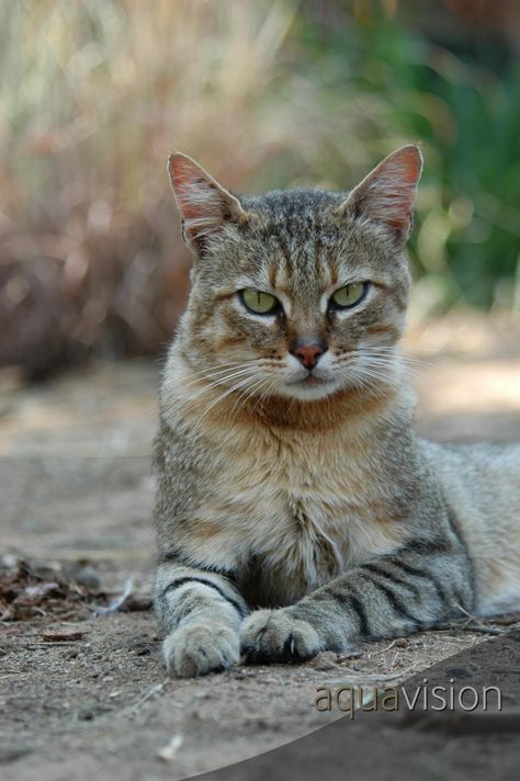 African wild cat African Wild Cat, Animal Poses, African Cats, Cat Expressions, African Wildlife, Cat Photo, Big Cats, Wild Cats, Cats And Kittens