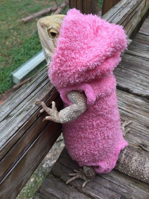 Dragon Clothes, Bearded Dragon Clothes, Bearded Dragon Funny, Bearded Dragon Enclosure, Bearded Dragon Cage, Dragon Clothing, Bearded Dragon Diet, Baby Bearded Dragon, Bearded Dragon Cute