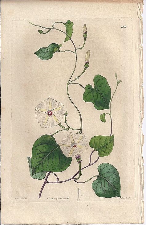 Plants Study, Island Flowers, Botanical Printables, Vine Tattoos, Folk Art Flowers, Plant Painting, Etsy Art Prints, Tarot Art, Japanese Flowers