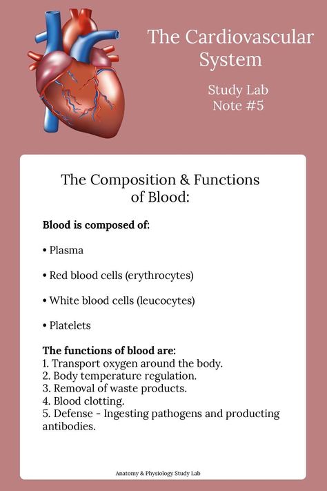 Anatomy And Physiology Notes, Physiology Notes, Function Of Blood, Nurse Notes, Heart Structure, Basic Anatomy And Physiology, Nurse Study Notes, Nursing Student Tips, Medical Student Study