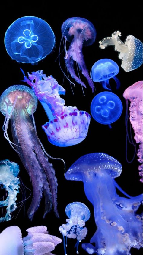 jellyfish wallpaper Cool Sea Creatures, Jellyfish Pictures, Jellyfish Wallpaper, Sea Jellies, Jellyfish Art, Arte Van Gogh, Beautiful Sea Creatures, Silly Animals, Six Feet Under