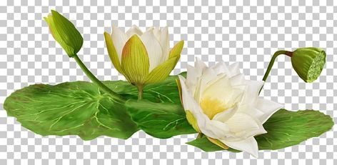 Art Cut, Free Png Downloads, Flowers Png, Image Editor, Leaf Nature, Free Sign, Color Help, Water Lily, Water Plants