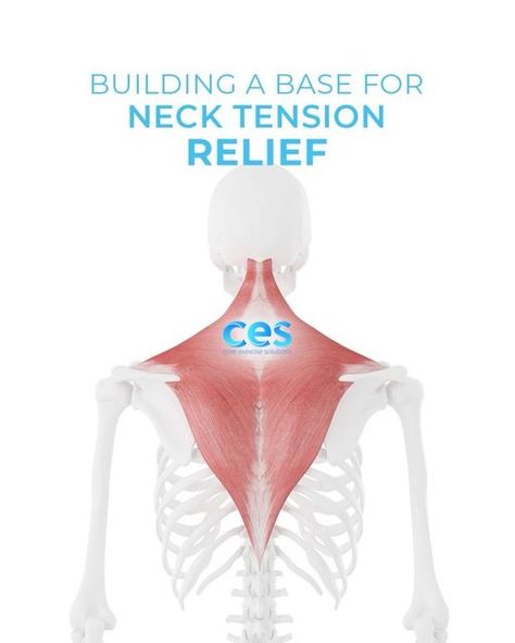 Dr. Sarah E Duvall, DPT, CPT on Instagram: "In today’s swipe videos, I go through two of my favorite exercises for building a strong base to help relieve neck tension. I like to think of your chest and upper back as the base for your neck, so working on your base strength can really go a long way in supporting your head and neck! Let’s take a look at two exercises to work both scapula protraction and scapula retraction. We often spend a lot of time during the day letting our shoulders come up Exercises For Tech Neck, Relieving Neck And Shoulder Tension, Shoulder Rotation Exercises, Relieve Neck Tension, Shoulder External Rotation Exercises, Rehabilitation Exercises Shoulder, Neck Tension, Tension Relief, Head And Neck