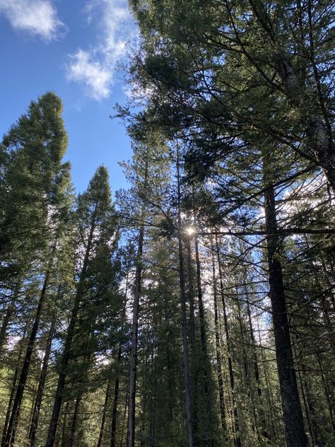 Sun peeking through the trees in Yellowstone National Park Yellowstone National, Yellowstone National Park, Nature Aesthetic, National Park, National Parks, Trees, Sun, Natural Landmarks, Plants