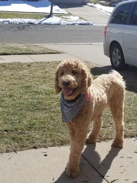 Standard Poodle Haircut Styles Summer, Goldendoodle Short Haircut, Standard Poodle Haircut Styles Short, Golden Doodle Teddy Bear Cut, Standard Poodle Teddy Bear Cut, Standard Poodle Puppy Cut, Standard Poodle Teddy Bear, Medium Poodle, Poodle Teddy Bear Cut