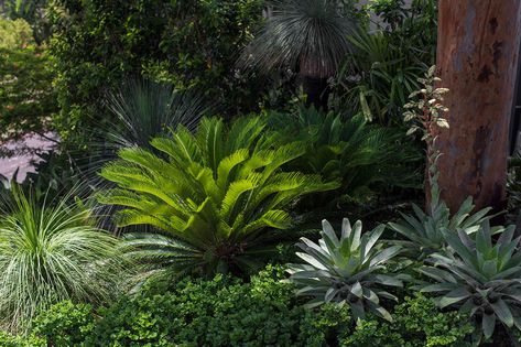 Shady Garden Ideas, Garden Ideas Australia, Shady Gardens, Contemporary Landscape Design, Garden Landscaping Ideas, Shady Garden, Succulent Landscape Design, Contemporary Garden Design, Privacy Plants