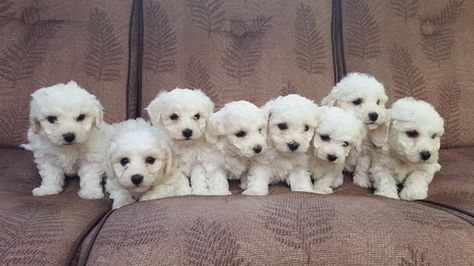 Litter of 8 Bichon Frise puppies for sale in SNOHOMISH, WA. ADN-33015 on PuppyFinder.com Gender: Male(s) and Female(s). Age: 7 Weeks Old Bichon Frise For Sale, Snohomish Washington, Bichon Frise Puppy, Litter Of Puppies, Washington Usa, Animals Funny, Baby Animals Funny, Bichon Frise, Puppies For Sale