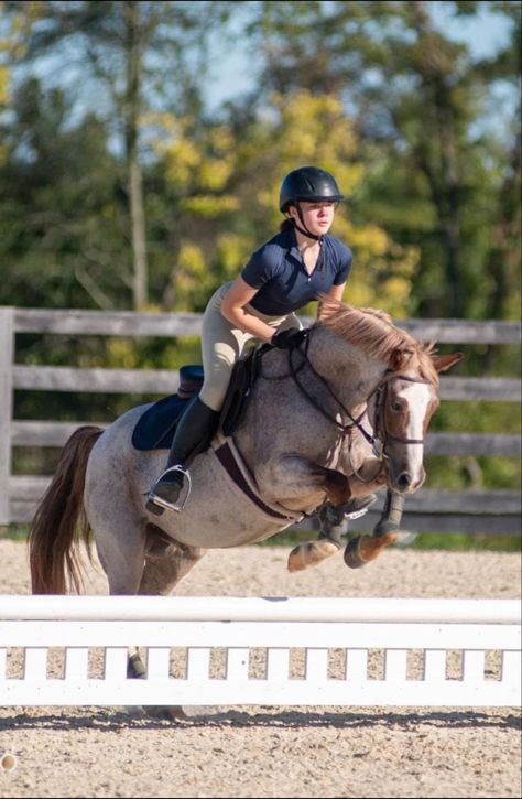 Hunter Jumper Horses, Hunter Horse, Horse Coats, Horse Games, Cute Ponies, Star Stable, Hunter Jumper, Summer Goals, Horse Jumping