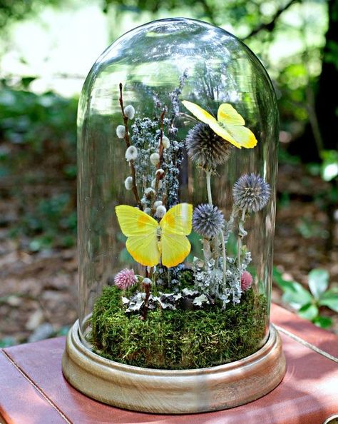 Capsulas flores Butterfly Dome, Preserved Butterfly, Cloche Ideas, Cloche Decor, Yellow Love, Butterfly Lighting, Jar Art, Glass Cloche, Butterfly Gifts