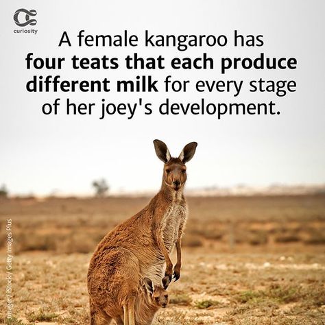 Kangaroo Facts For Kids, Kangaroo Facts, Australia Fun Facts, Winter Animal Crafts, Australian Mammals, Facts About Animals, Medical Mnemonics, Nature Studies, Ap Studio Art