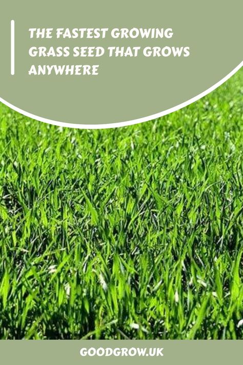 The Fastest Growing Grass Seed that Grows Anywhere When To Plant Grass Seed In Spring, Planting Grass Seed In Spring, Grass Seed Tips How To Grow, Different Types Of Grass, Grass Seed Types, Planting Grass Seed, Best Grass Seed, Rye Grass, Tall Fescue