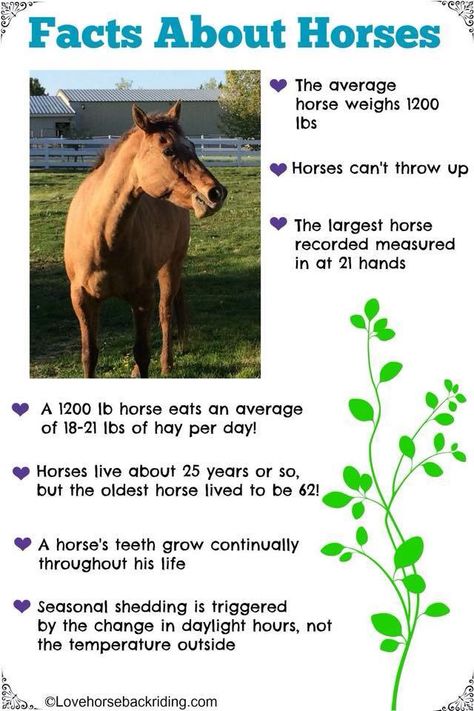 Ooooooooo horse facts. Nice to know What Do Horses Eat, What Can Horses Eat, Horse Facts Interesting, How To Take Care Of A Horse, Horse Camp Ideas, Interesting Facts About Horses, Facts About Horses, Horse Lessons, Horse Information