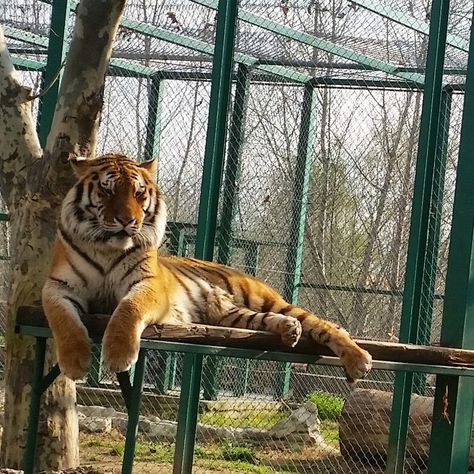 Tiger in the Zoo, Pazardjik, Bulgaria Pazardjik Bulgaria, Tiger Zoo, Zoo Pictures, In The Zoo, The Zoo, Zoology, Zoo Animals, Big Cats, Tigers