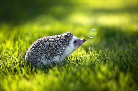 Hedgehog Pictures Art, Hedgehog Photography, European Hedgehog, Hedgehog Photo, Hedge Hogs, Hedgehog Pictures, Animals Tattoo, Tattoo Nature, Hedgehog Pet