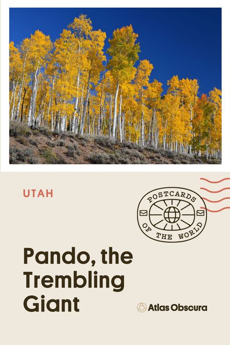 Pando Aspen Grove Utah, Fishlake National Forest Utah, Pando Tree, Unusual Things, Aspen, National Forest, Utah, Fun Things To Do, The Good Place