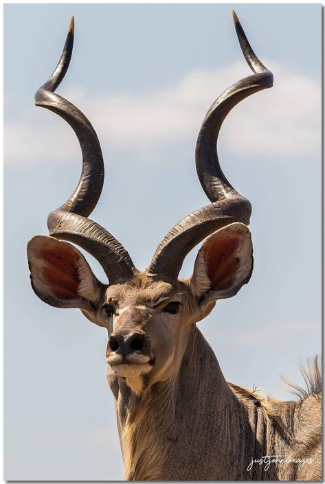 Animal Reference Photos For Artists, Greater Kudu, South African Animals, Animals With Horns, Steampunk Animals, Wild Animal Wallpaper, Reggae Artists, Deer Photos, Bull Art