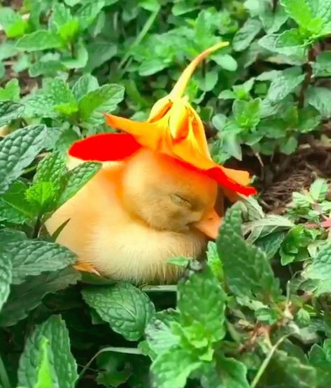 Baby duckling Flower Hat Drawing, Duck With Flower Hat, Duck With Flower, Whimsical Photoshoot, Zero Calorie Drinks, Apples And Cinnamon, Hat Drawing, Duck Pins, Baby Duck