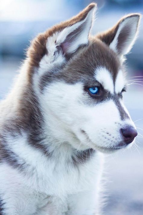 Here are some Huskies from all over the world with super names! Caine Husky, Puppy Husky, Husky Mix, A Husky, Beautiful Dog, Amazing Friends, Alaskan Malamute, Husky Puppy, Memes Humor